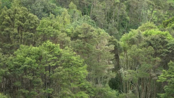 Beautiful Native Manuka Trees Swaying Breeze New Zealand Wide — стоковое видео