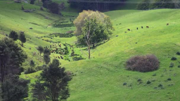 Lush Green Rolling Hills Farm Animals Grazing Meadow New Zealand — Stockvideo