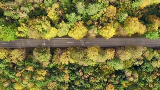 Car Driving Beautiful Autumn Colored Forest Top Shot Drone — Stockvideo