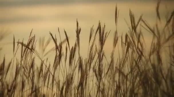 Close Shot Ripe Ears Wheat Field Sunset Golden Wheat Field — Video