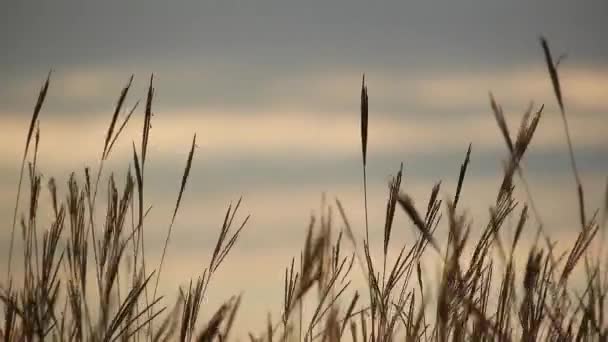Крупним Планом Знімок Вуха Пшениці Полі Під Час Заходу Сонця — стокове відео