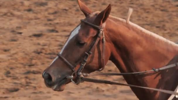 Horse Galloping Face Closeup Anyone Riding — ストック動画