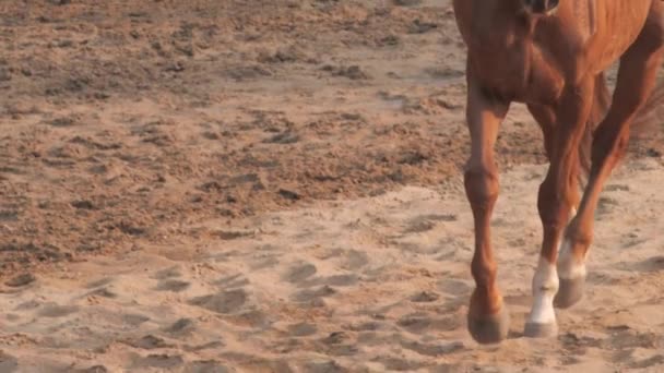 Лошадь Наклоняется Ног Лицу Ходит Замедленном Движении — стоковое видео