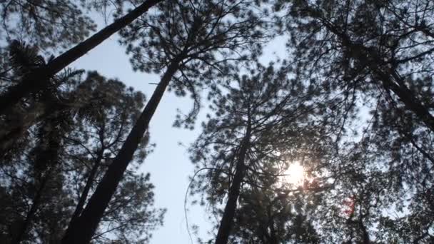 Sun Pinus Tree Canopy Pan Movement — Vídeos de Stock