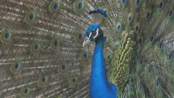 Peacock Open Reproductive Wings Park Moving Perspective — Stockvideo