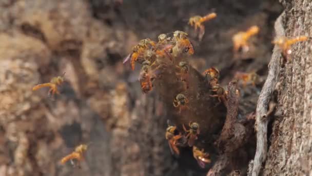 Jatai Native Stingless Bee Hive Tree — Wideo stockowe