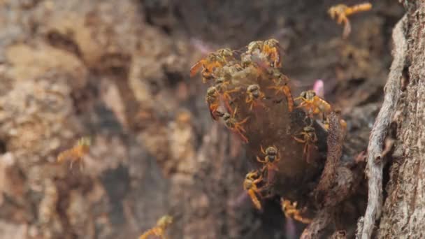 Stingless Bee Hive Jatai Park Brazil — Stok video