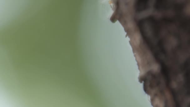 Jatai Native Stingless Bee Flying — Stok video
