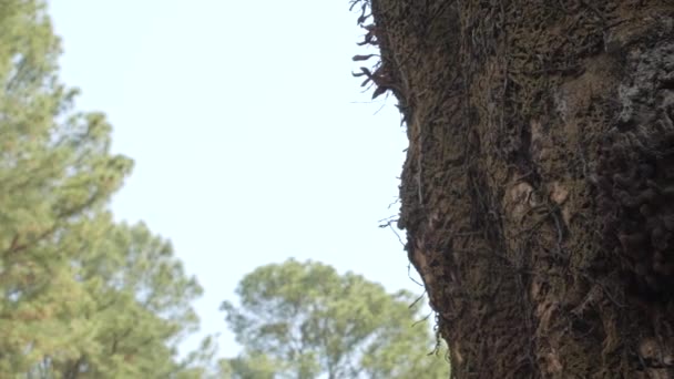 Tree Trunk Native Stingless Bee Hive South America — Vídeos de Stock