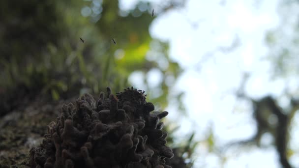 Stingless Bee Hive Detail Bees Flying Slow Motion — Stockvideo