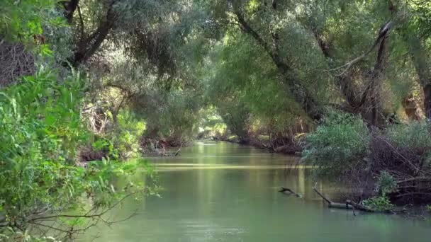 Beautiful Green Calm River Forest Danube Delta Low Aerial — Stockvideo