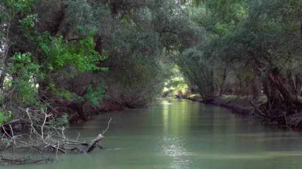 Magical Green Forest River Danube Delta Wide — Video Stock