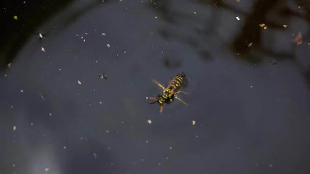 Wasp Drowning Water Kicking Trying Swim — Wideo stockowe