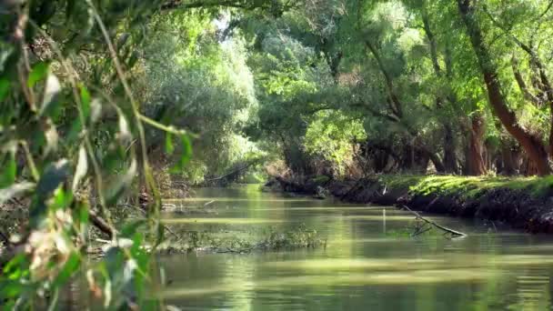 Drone Flying Low Green Tranquil Waters Danube Delta River Surrounded — Video Stock