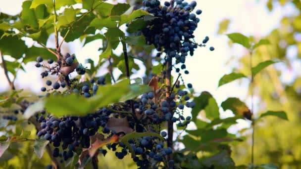 Ripe Tasty Blueberries Growing Plant Grandmas Garden — Video