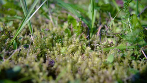 Close Lushy Green Mossy Grass Grandmas Garden — Stock video