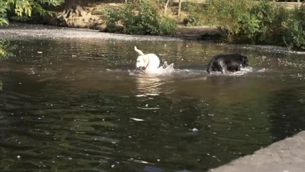 Две Собаки Лабрадоры Брызгают Играют Озере — стоковое видео