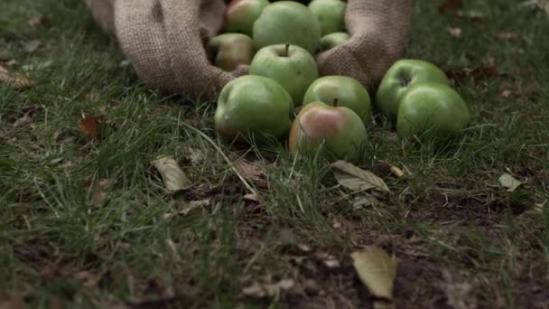 Pytel Zralých Zelených Jablek Pytli Zoom Středním Zvětšení Záběru — Stock video
