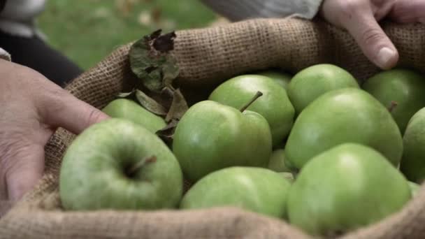 Hands Lifting Sack Ripe Green Apples Close Shot — Stockvideo