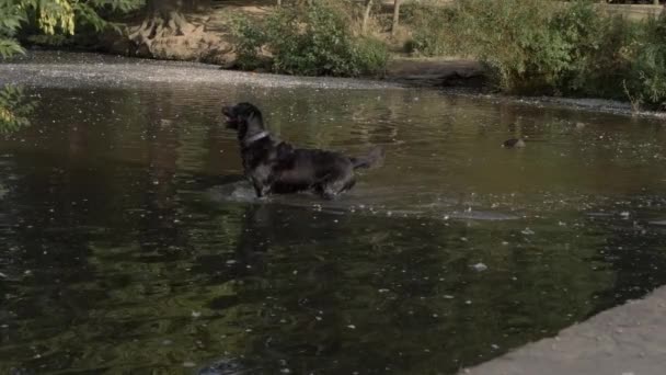 Black Labrador Playing Fetch Lake Wide Shot — Stockvideo