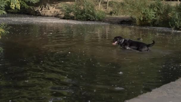 Zwarte Labrador Hond Lopend Een Plas Breed Schot — Stockvideo