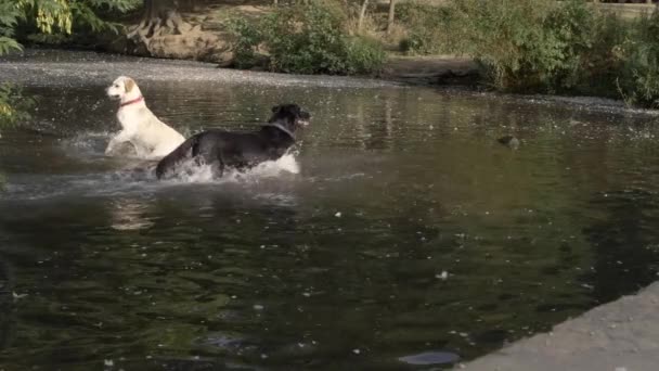 Dos Perros Labradores Jugando Lago Tiro Ancho — Vídeos de Stock