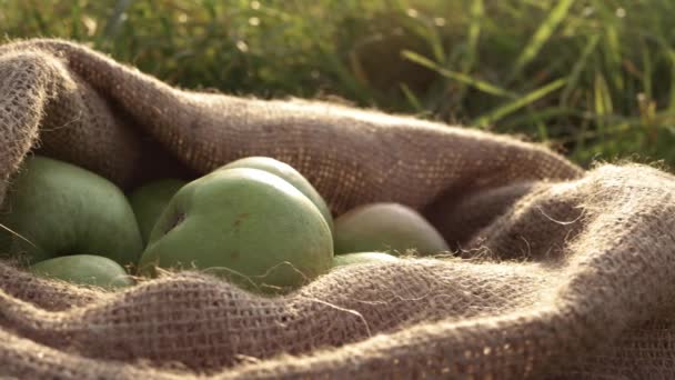 Sack Ripe Green Apples Sack Medium Panning Shot — Stock videók