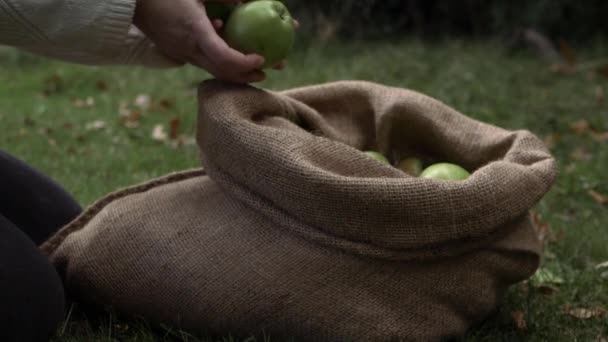 Woman Putting Ripe Green Apples Sack Medium Shot — Vídeos de Stock