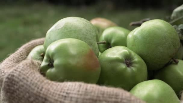 Sack Ripe Green Apples Sack Close Panning Shot — Stock Video