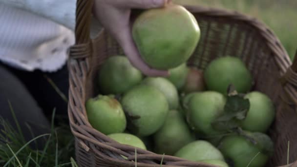 Woman Putting Ripe Green Apples Woven Basket Medium Shot — Vídeos de Stock