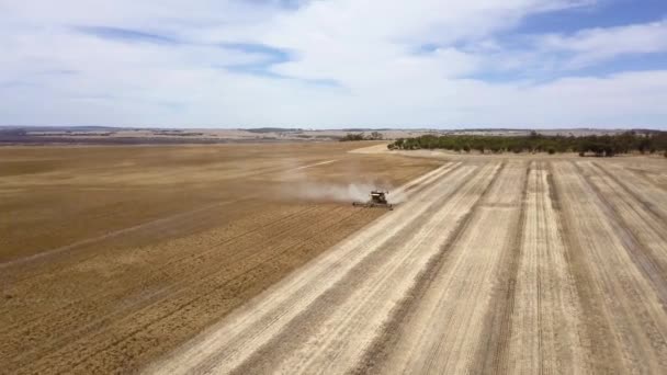 Flying Directly Combine Harvesting Corn Huge Filed Crops — Stock video