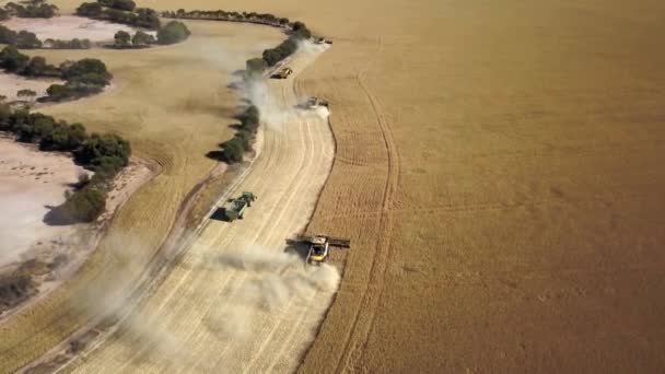 High Sweeping View Combines Working Team Harvest Corn Huge Farm — Vídeos de Stock