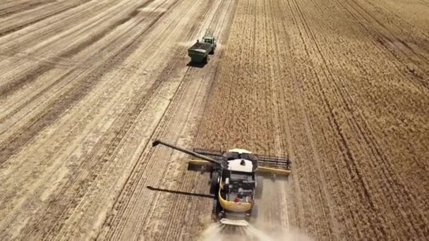 Flying Just Combine Gathers Corn Dry Stalks Huge Farm Field — Stockvideo