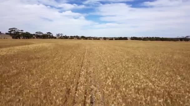 Flying Low Fast Rows Corn Ready Reaping Aerial View — Wideo stockowe