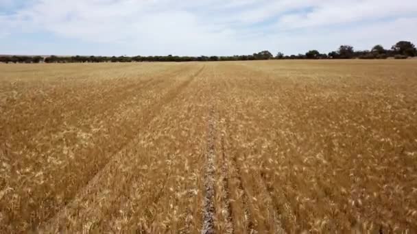 Low Altitude Flight Endless Rows Corn Stretch Horizon — Stockvideo