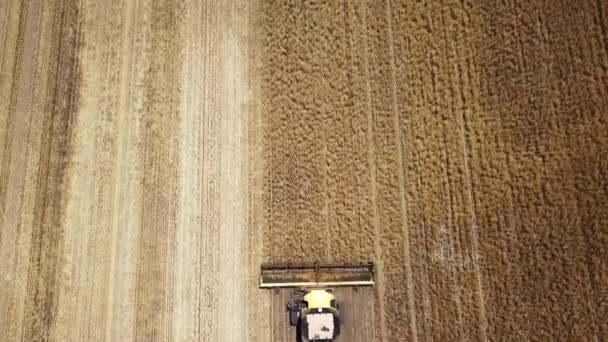Looking Combine Harvests Corn Descending Trailing Dust Plume Aerial View — Stok video