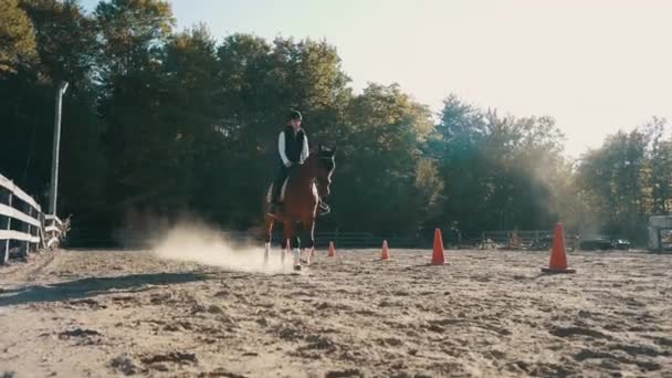 Beautiful Trakehner Horse Trots Slow Motion Female Rider Sandy Arena – stockvideo
