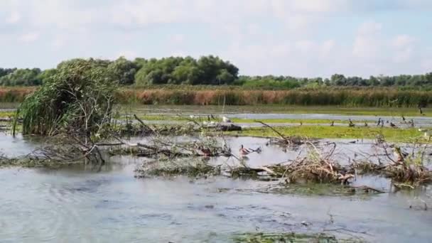 Viajando Barco Sobre Aguas Tranquilas Verdes Del Río Delta Del — Vídeos de Stock