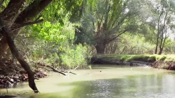 Flying Low Green Tranquil Waters Danube Delta River Surrounded Lush — Video Stock