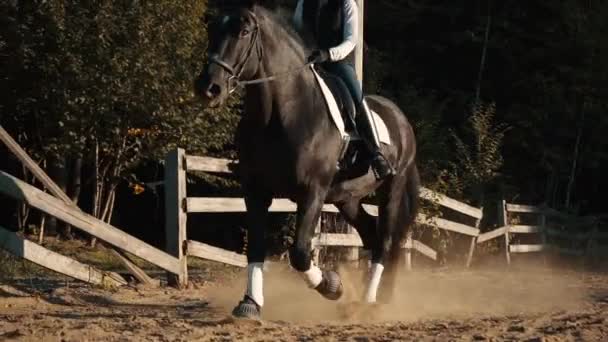 Large Beautiful Percheron Canadian Horse Trots Camera Slow Motion Female — Video