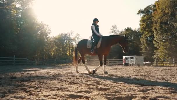 Beautiful Bay Trakehner Horse Walks Slowly Sunset Exterior Sand Arena — Vídeo de Stock