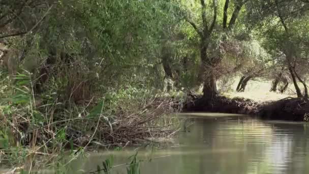 Green Tranquil Waters Danube Delta River Surrounded Lush Foliage Forest — Stock video