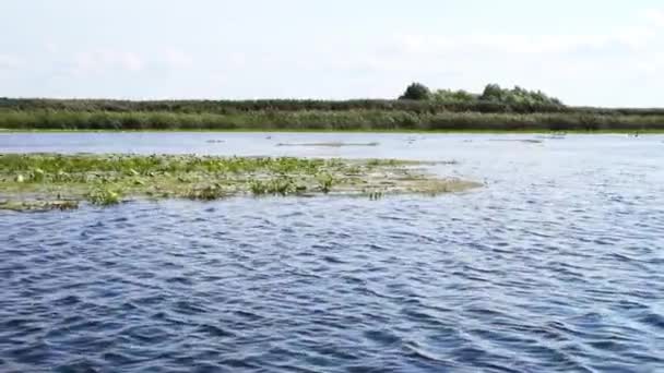 Traveling Boat Waters Danube Delta Surrounded Water Lilies Long Shot — Vídeo de Stock