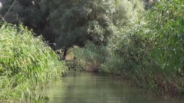 Beautiful Green Calm River Forest Danube Delta Low Medium — Stok video