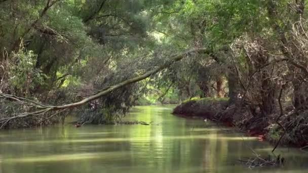 Flying Low Green Waters Danube Delta River Surrounded Lush Foliage — Vídeo de stock