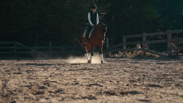 Horse Female Rider Walk Trot Slow Motion Sand Arena — Vídeo de Stock