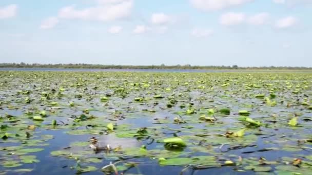 Beautiful Sight Green Water Lilies Waters Danube Delta Close — Stockvideo