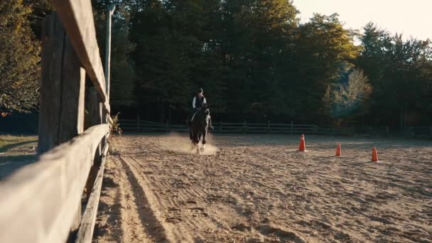 Large Black Percheron Canadian Horse Walks Camera Outdoor Sand Arena — Video