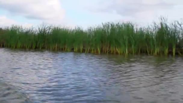 Palhetas Comuns Phragmites Australis Crescendo Uma Ribeira Delta Danúbio Romênia — Vídeo de Stock