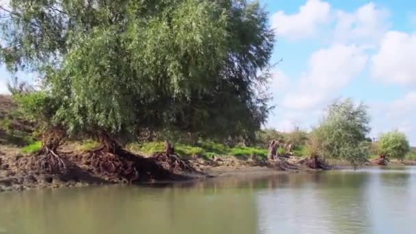 Willow Trees Grows Riverbank Summer Tulcea Romania Europe View Speedboat — Stock videók